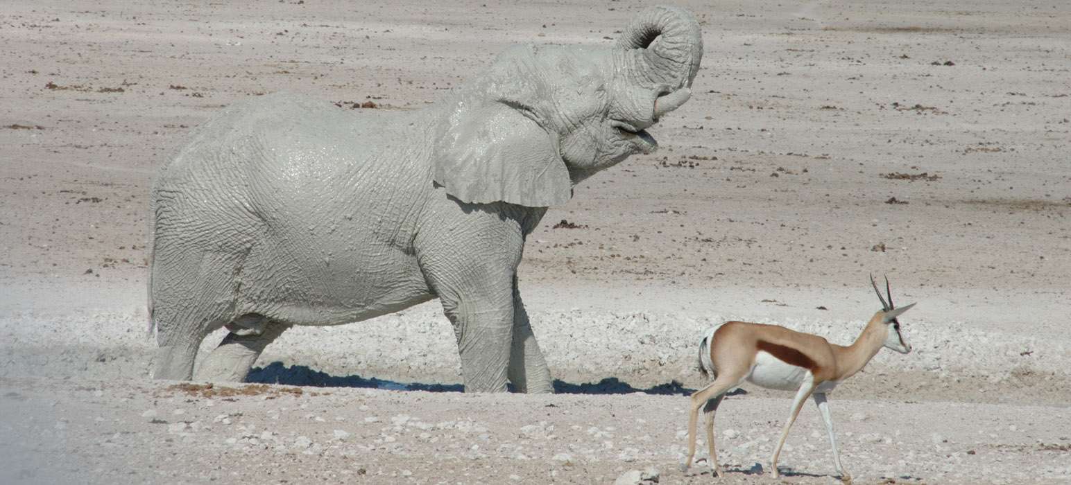 le bain de l'éléphant à Etosha