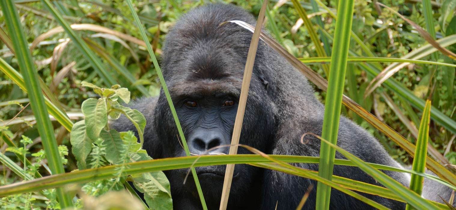 Chimanuka, le dos argenté à Kahuzi Biega