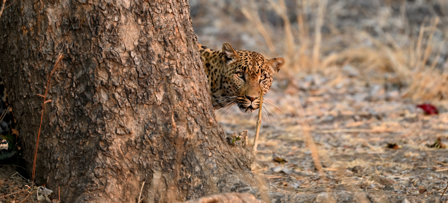 South Luangwa