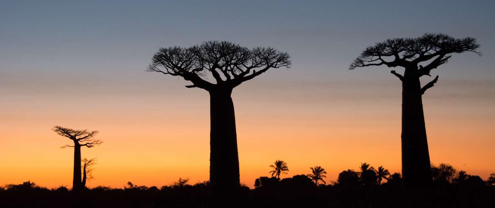 les Baobabs dans la région de Morondava