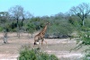 Girafe 2