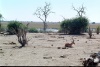 Impala