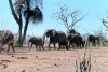 Elephants