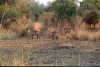 Cobe a croissant à South Luangwa