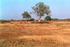  South Luangwa (National Park)