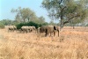 Elephants