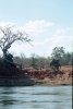 Elephant sur fleuve Zambeze