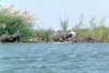 les Hippos du Zambeze