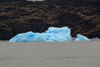 les icebergs du glacier Upsala 