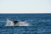 la baleine plonge, plage d'El Doradillo près de Puerto Madryn