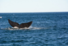 un dernier salut de la baleine à punta canteras