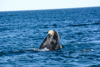 la baleine franche australe qui se reproduit près de puerto madryn