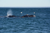 maman baleine avec son baleineau