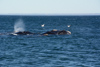 maman baleine avec son baleineau