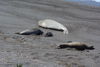 les éléphants de mer à la péninsule Valdes