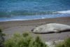 l'éléphant de mer mâle à la péninsule Valdes