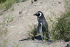 manchot de Magellan, appelé à tord pingouin de Magellan 