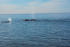 le souffle de la baleines franche australe