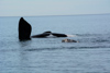 la baleine se fait chauffer le ventre près de son petit (depuis la plage el doradillo)