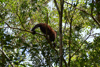un singe capucin au parc national d'Iguazu