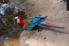 Ara au parc des oiseaux à Foz do Iguacu