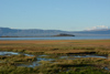 la laguna Nimez du lac Argentino