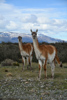 les guanacos, des camélidés sauvages