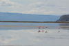 les flamands roses de la laguna Nimez