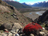 paysage du parc de Los Glaciares près d'El Chalten