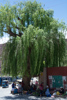A l'ombre du saule