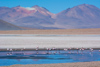 les flamands dans le parc national Eduardo Avaroa