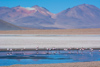 les flamands dans le parc national Eduardo Avaroa