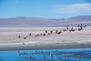 l'envol des flamands roses