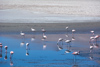 les flamands roses