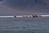 des lamas aux abords de la laguna colorada