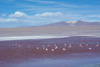 les flamands de la laguna Colorada