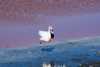 les flamands de la laguna Colorada