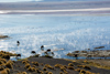 Au petit matin, la brume sur la laguna Colorada