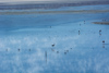 Au petit matin, la brume sur la laguna Colorada