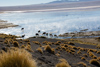 Au petit matin, la brume sur la laguna Colorada