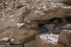 une viscache des montagnes (famille des chinchillas)