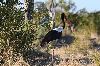 jabiru d afrique