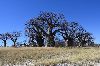 Baines Baobab