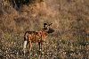 les Lycaons ou Wild Dog ou Painted dog