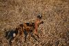 les Lycaons ou Wild Dog ou Painted dog