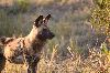 les Lycaons ou Wild Dog ou Painted dog