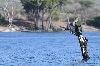 anhinga d'Afrique