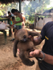 un jeune paresseux comme animal de compagnie dans une ethnie au bord de l'amazone