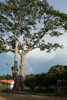 l'arbre et l'arc en ciel