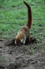 Coati à l'entrée du parc